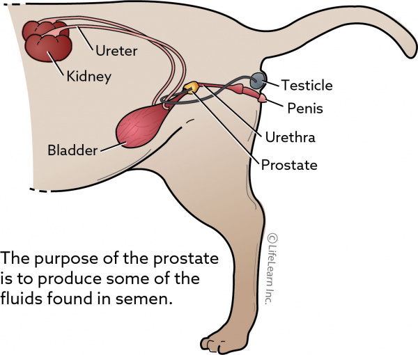 Prostatic Disease In Cats Vca Animal Hospital