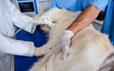 Feeding the Pregnant Dog, VCA Animal Hospital