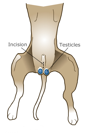 what is castration in dogs