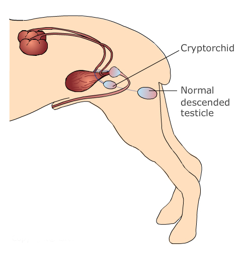 what is castration in dogs