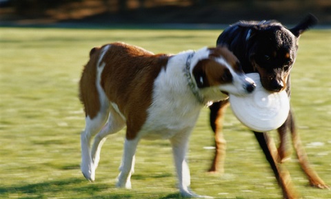 Dog Behavior and Training - Play and Exercise