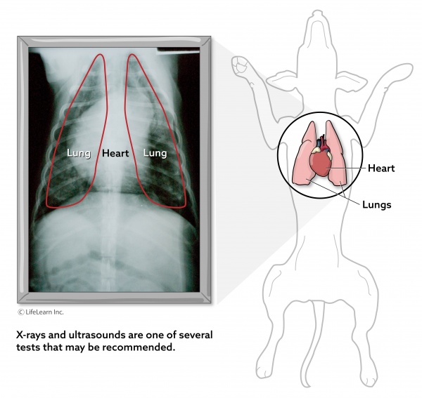 Pyothorax In Dogs Vca Animal Hospital