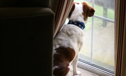 Dog Behavior Problems - Separation Anxiety in Dogs - Synopsis