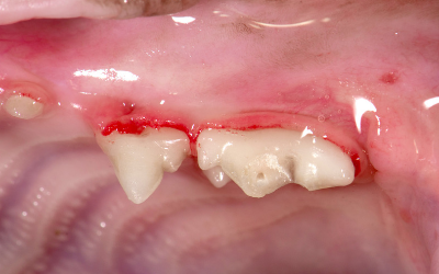 Fractured Teeth in Cats