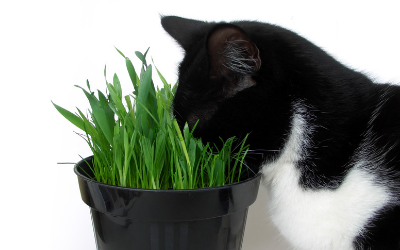 Toxic Plants For Pets To Avoid