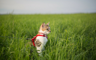 Where the Green Grass Grows: Grass Treats for Cats  