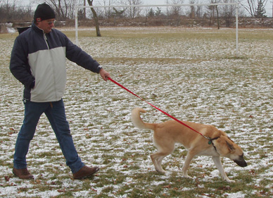 pulling puppy on leash