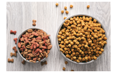 is dry dog food bad for dogs