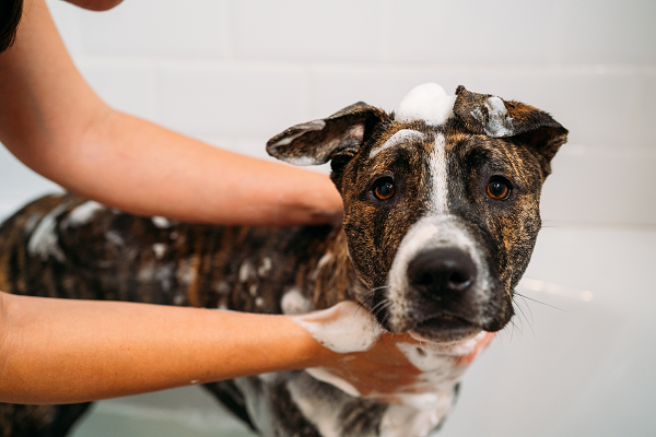 Personal Care Products and Your Pet