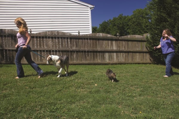 head halter training