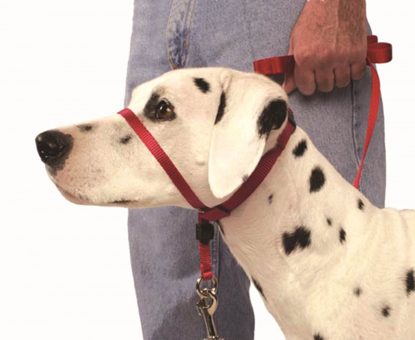 dog muzzle leash lead