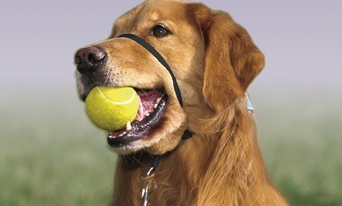 Dog Behavior and Training - Training Products - Head Halter Training - Synopsis