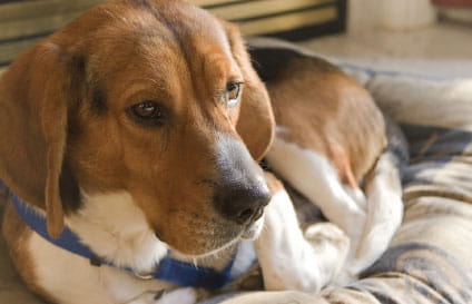 how to get a dog to relax