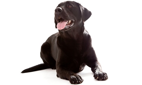 Articles On Pet Behavior