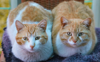 bonded pair cats