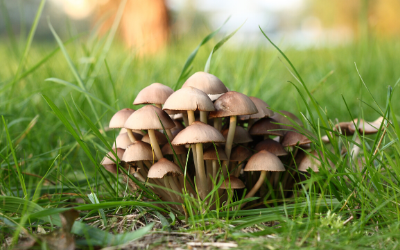 Mushroom Toxicity