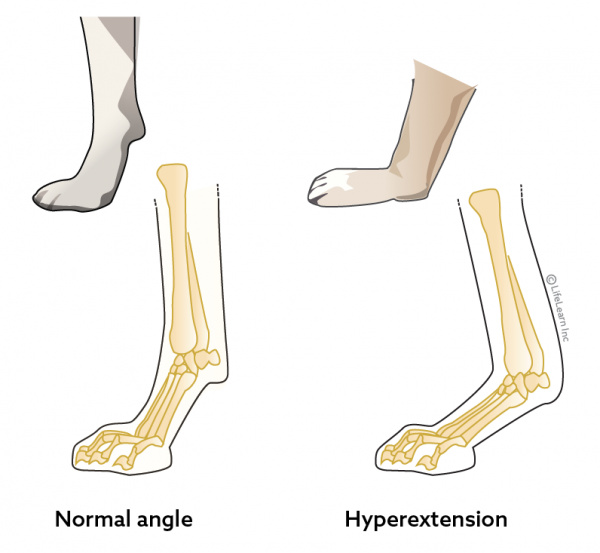 Carpal Hyperextension in | Animal Hospital
