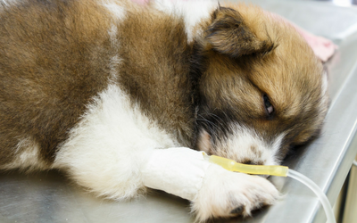 Hypokalemia (Low Potassium Levels) in Dogs