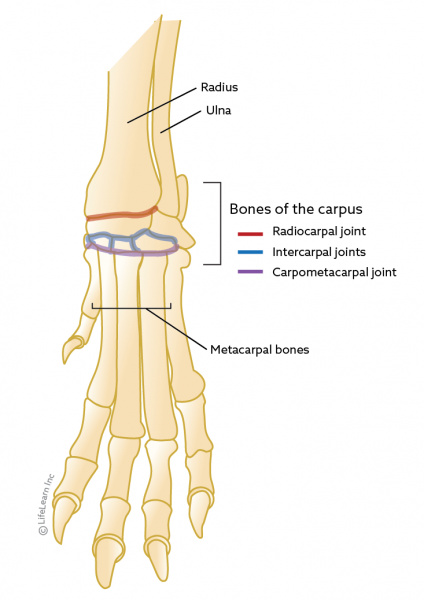 Carpal Laxity in Puppies | VCA Animal Hospital