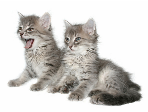 how to introduce kittens from different litters