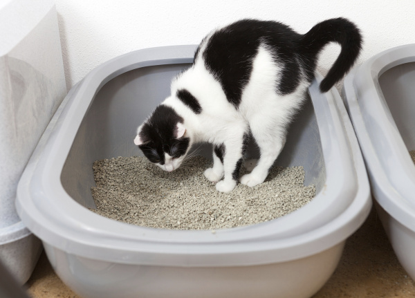 how to get my kitten to use the litter box