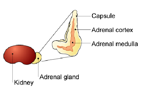 adrenal cortex activity