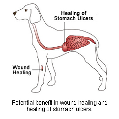 Calendula | VCA Animal Hospital