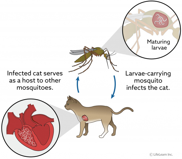 Heartworm Disease in Cats | VCA Animal 
