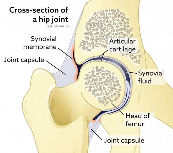 dislocated leg symptoms