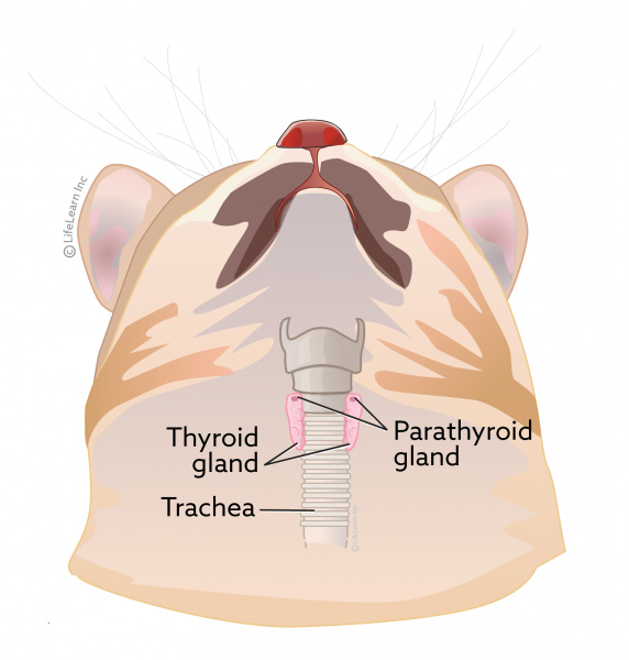 Hypocalcemia (Low Calcium Levels) in Cats VCA Animal Hospital