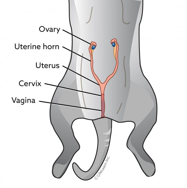 cat reproductive organs ventral view 2018 01scaler