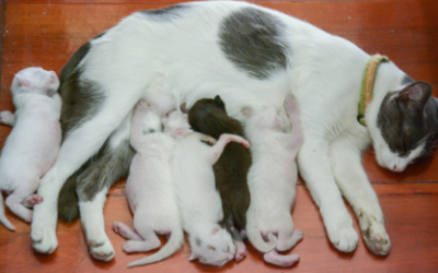 how soon can a cat get pregnant after having a litter