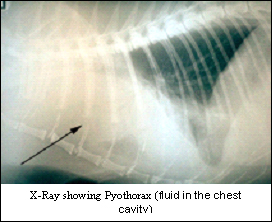 Pyothorax in Cats  VCA Animal Hospital