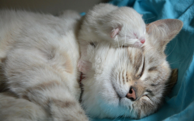 how to care for newborn kittens and mother cat
