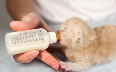 how much do newborn kittens eat