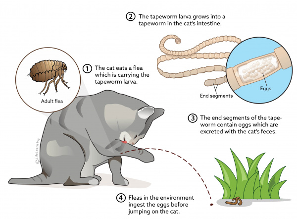 flea and worm treatment for cats