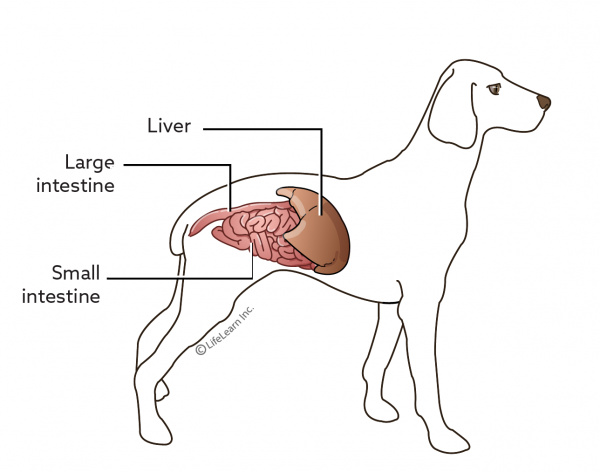 what causes elevated liver enzymes in dogs