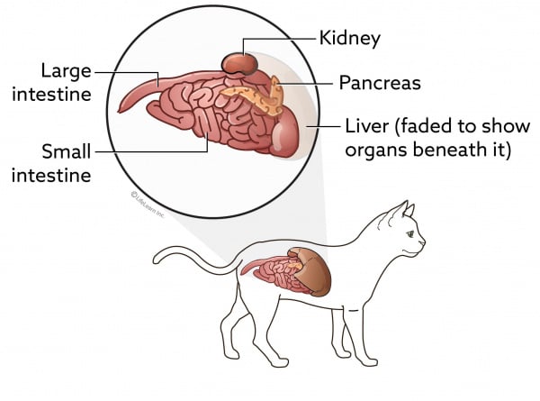 veterinary kidney specialists near me