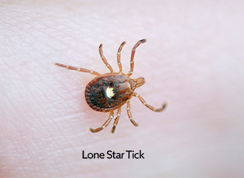 Lone_star_ticks