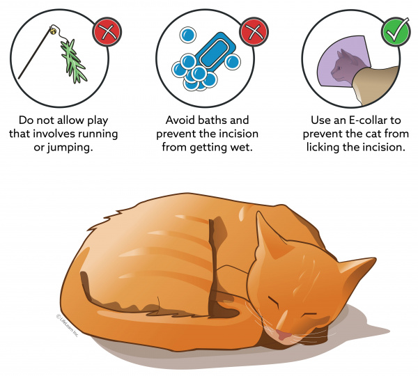 Care of Surgical Incisions in Cats 