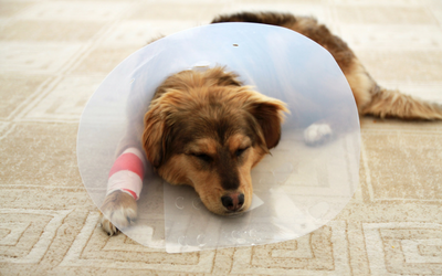Care of Surgical Incisions in Dogs 
