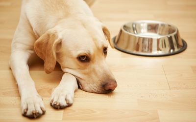 dog lethargic and not eating