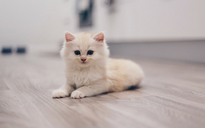 kitten sick after first vaccination