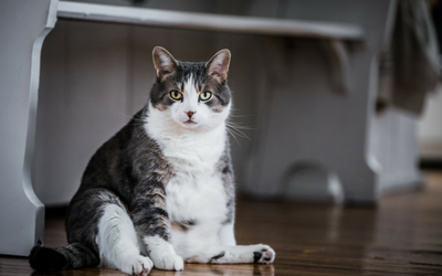 healthy weight loss for cats