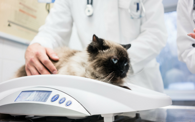 Creating A Weight Reduction Plan For Cats Vca Animal Hospital