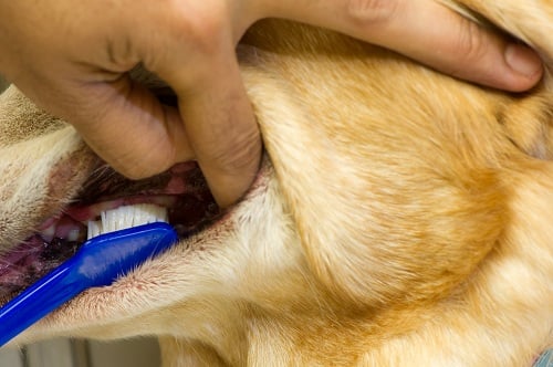 can you use a human toothbrush on a dog