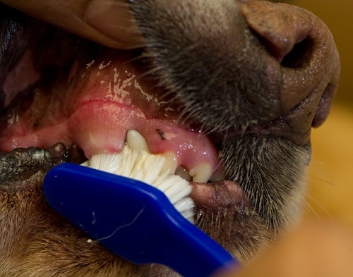 Brushing Your Dog S Teeth Vca Animal Hospital