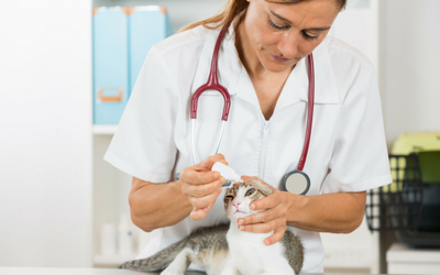 haws syndrome cat treatment