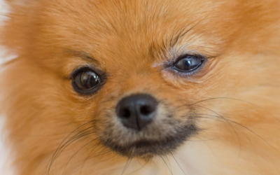 dogs with small eyes