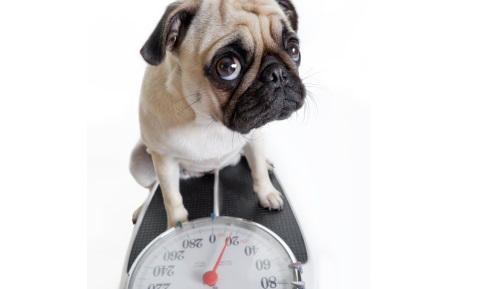 Testing for Weight Loss in Dogs
